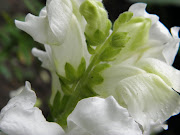 Macro White Flowers (new camera )