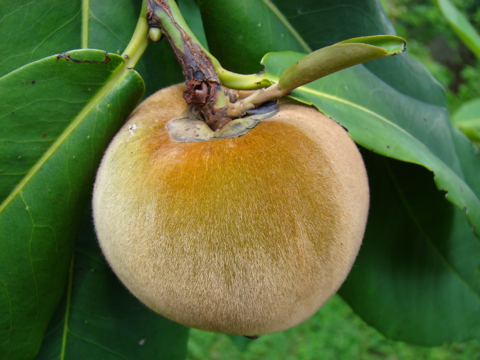 熱帯果樹トロピカルフルーツの種類 果樹の苗の種類 果樹オタクのための栽培品種の一覧データベース