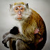 Gambar Monyet Dunia Binatang
