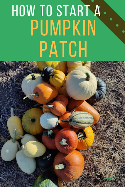 Want to start a pumpkin patch this year?  Here are some tips and tricks to get your started.