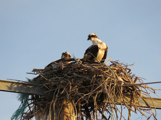 Osprey