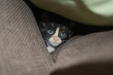 introducing bella
