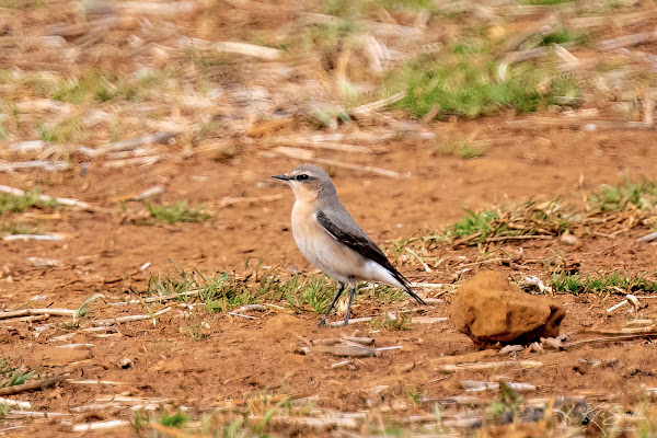 Wheatear