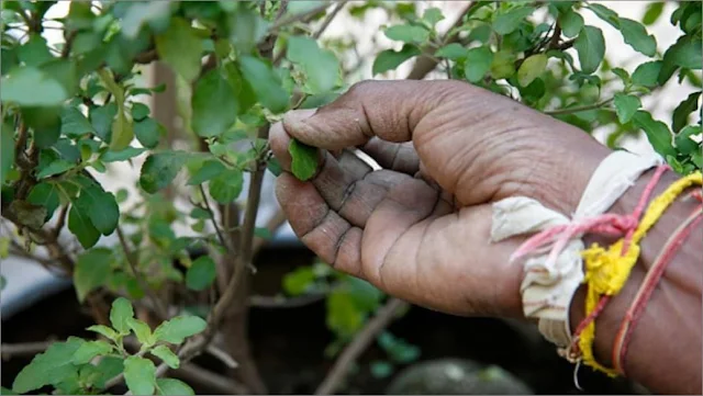 Before plucking basil leaves know these important things that can brighten your luck