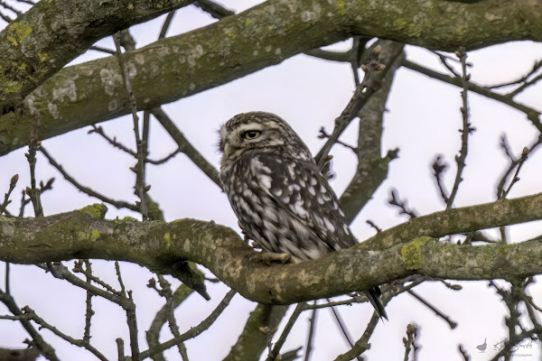 Little owl