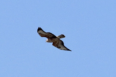 Common Buzzard