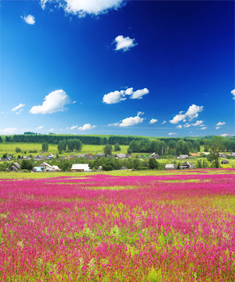 Campo de flores silvestres muy cerca de la comunidad rural - Paisajes naturales - Unforgettable natural landscapes