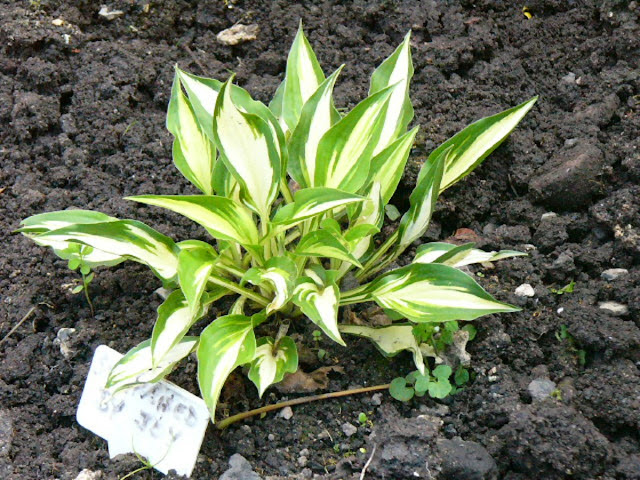 Hosta Varieties With Pictures