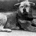 El amor y la lealtad en esta historia HACHIKO