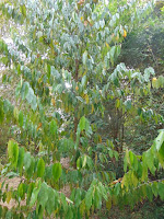 <imgsrc="http://udinikkara.blogspot.com/image.png" alt="  Cullenia exarillata" … />
