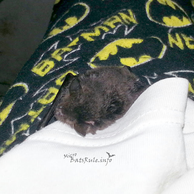 Rehab | Microbat in care | Myotis Macropus, Southern Myotis, Largefooted Myotis