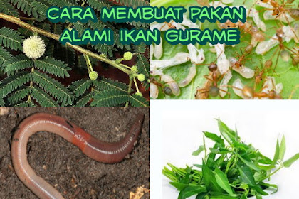 Cara Membuat Pakan Alami Ikan Gurame Yang Bergizi Tinggi