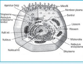 Gambar Sel  Hewan  Dan  Tumbuhan Beserta Keterangannya 