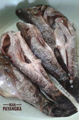 Ikan Payangka
