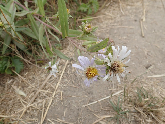 Symphyotrichum chilense