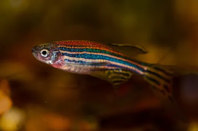 Zebra danio