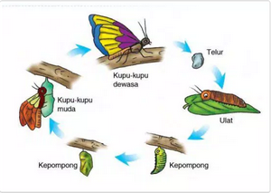 21+ Daur Hidup Hewan Kelas 4 Sd, Inspirasi Terbaru Untuk Kamu!