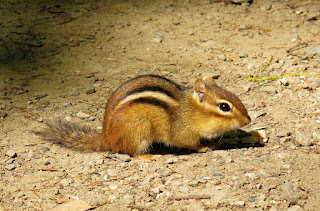 Chipmunks