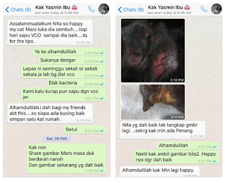 Istimewanya Bidadari: VCO Anti Bakteria Baik Untuk Kucing