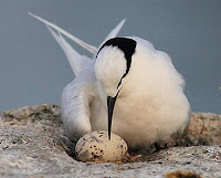 Black-naped Tern