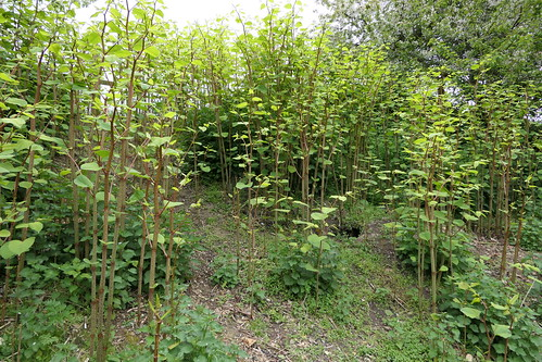 A menacing grove of Japanese Knotweed