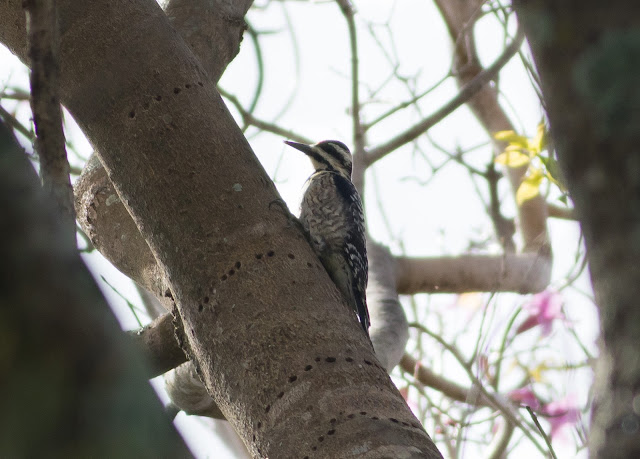 Yellow-bellied Sapsucker - Mead Botanical Garden, Florida