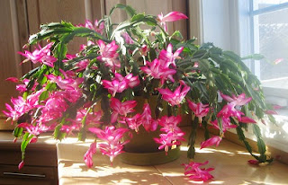 Schlumbergera Christmas Cactus or Thanksgiving Cactus