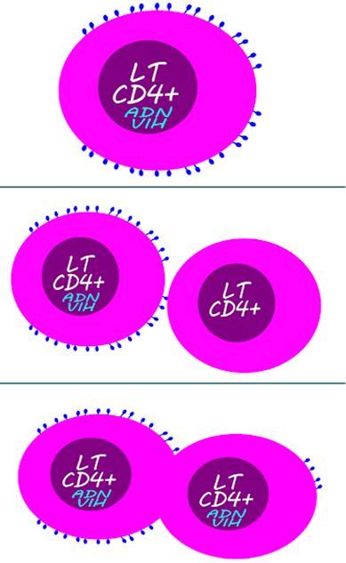 Formación de sincitios.