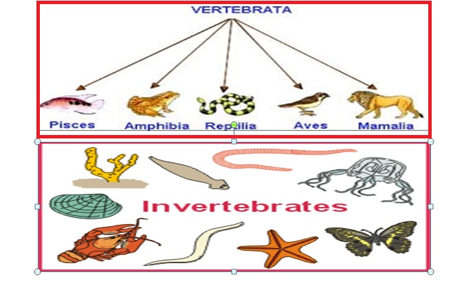 Klasifikasi Hewan  Vertebrata  dan Invertebrata  Terlengkap 