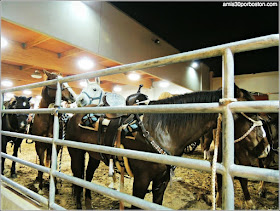 Fort Worth Stockyards Stables and Horseback Riding