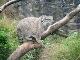 Pallas Cat Wallpaper