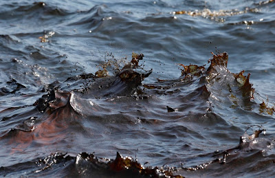 ></a><br>Usted sólo ha visto hasta aquí 15 fotografías sobre nuestra serie 'El desastre se desarrolla lentamente en el Golfo de México'. Si desea ver todas las imágenes y leer la información completa (en Inglés), <a href=