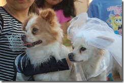 Dog wedding, bride and groom