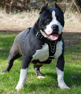 American Pit Bull Terrier