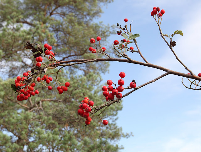 Рябина тёмная / Хедлундия тёмная (Sorbus atrata, =Hedlundia atrata)