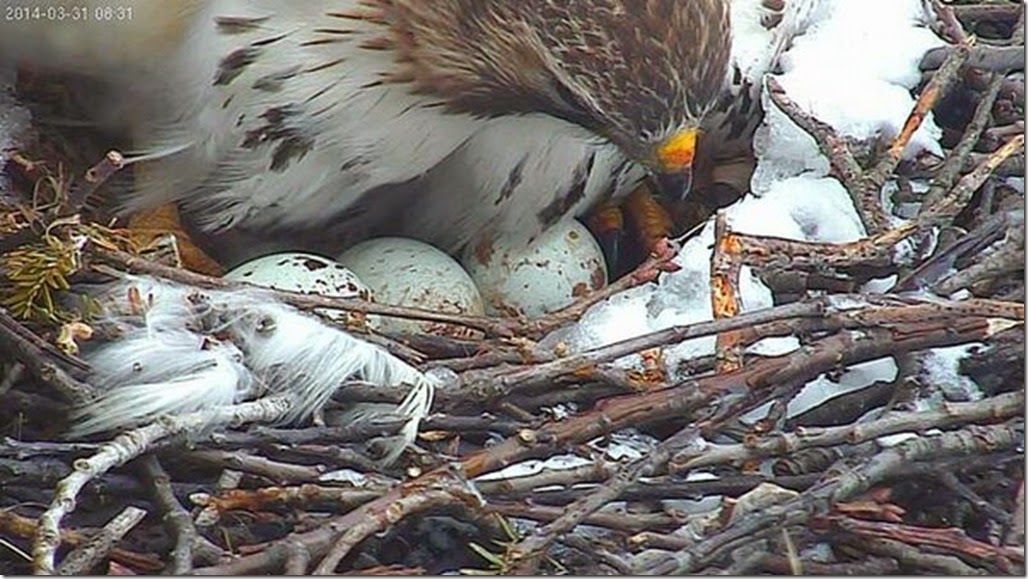 redtail3eggs 14