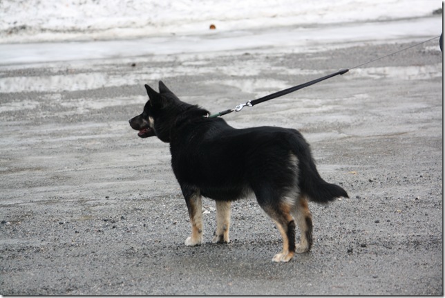 møre cup og lapphundtreff 074