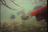 Documental, Salmones, la marea plateada