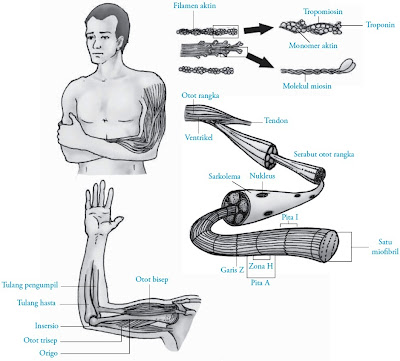  prosedur gerak otot polos dan otot jantung Pintar Pelajaran Sistem Gerak Otot pada Manusia