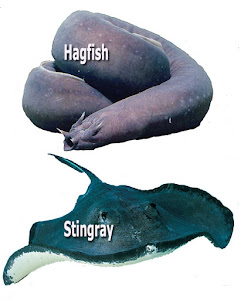 Hagfish and Stingray fish osmoregulation