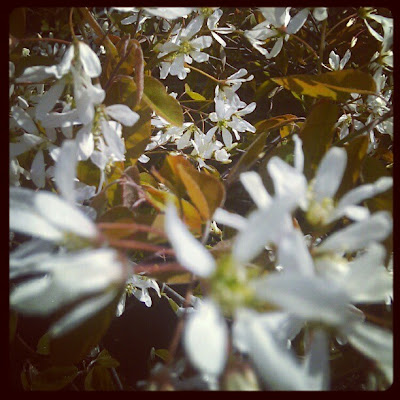 Amelanchier, lente in Groningen