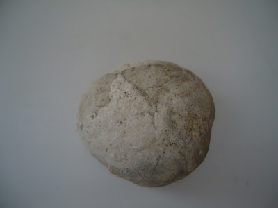 Fossil Tortoise/Turtle egg