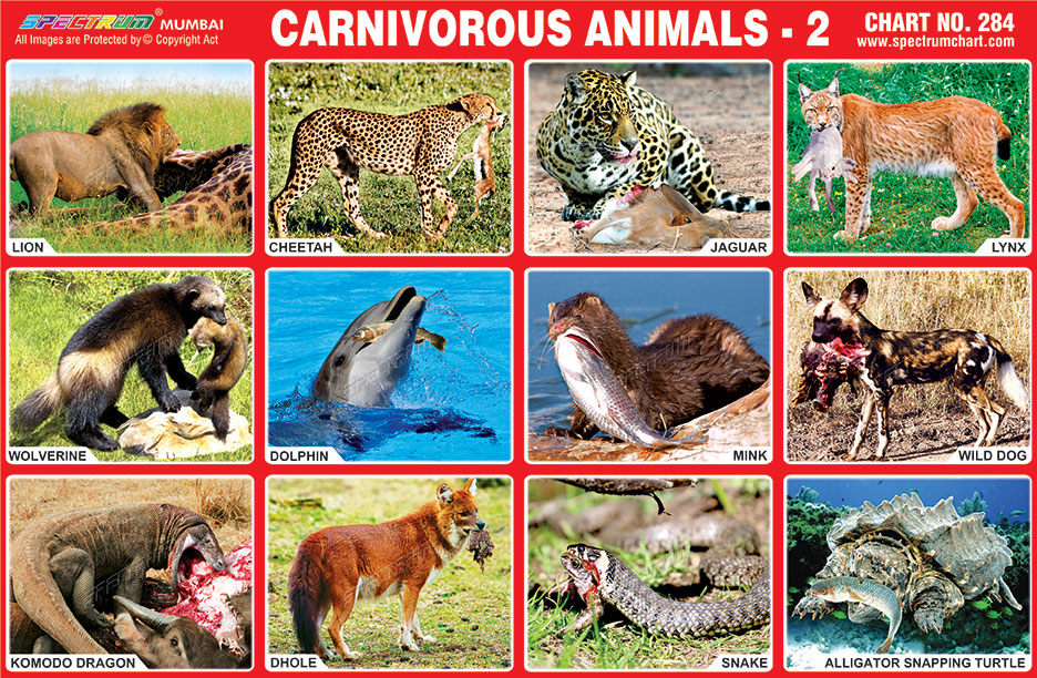 Spectrum Educational Charts Chart 284 Carnivorous Animals 2