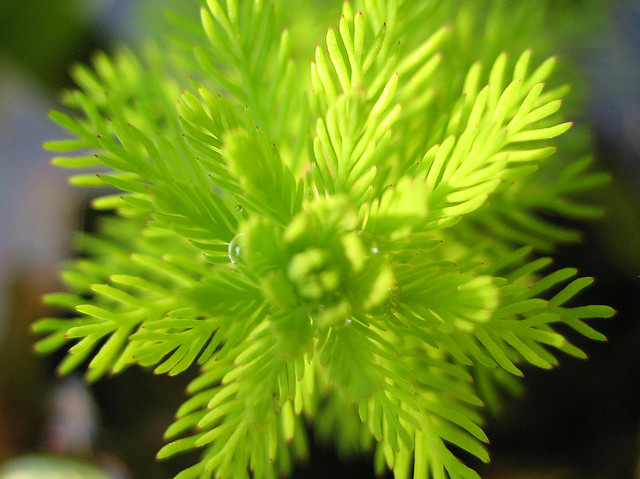 Water Violet Hottonia palustris Aquarium Plants Species