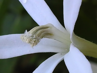 馬醉草的花（雄蕊）