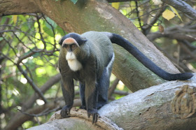 DeBrazza’s Monkey