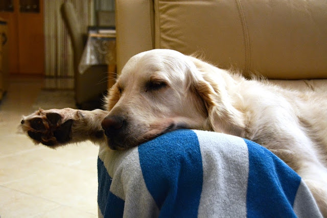 Golden Retriever sleeping