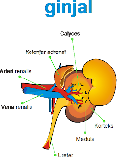 gambar ginjal