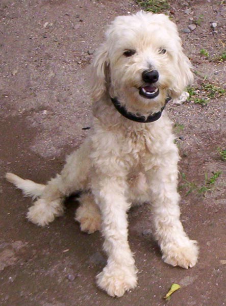 french poodle en adopcion puerto vallarta poodle in adoption