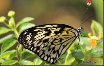 Droplet & Butterfly